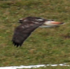 Buteo jamaicensis × Buteo lagopus