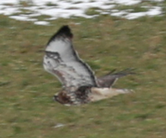 Buteo jamaicensis × Buteo lagopus