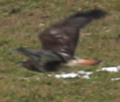 Buteo jamaicensis × Buteo lagopus