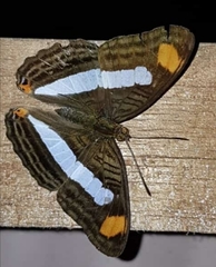 Adelpha iphicleola