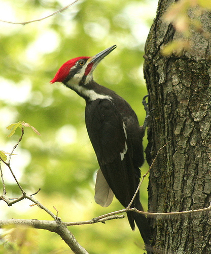 Pileated Woodpecker Field Guide To Woodend Nature Sanctuary · Inaturalist 