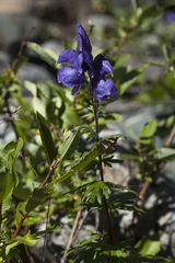 Aconitum glandulosum