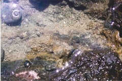 Kelloggella oligolepis