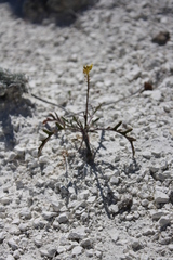 Brassica elongata pinnatifida