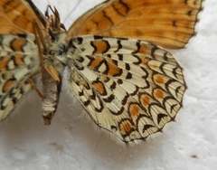 Melitaea ornata