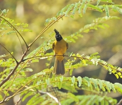 Rubigula flaviventris
