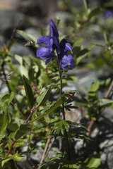 Aconitum glandulosum