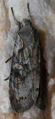 Lithophane antennata