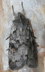 Lithophane antennata