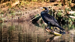Phalacrocorax carbo