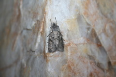 Lithophane antennata