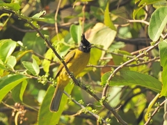 Rubigula flaviventris