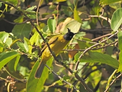 Rubigula flaviventris