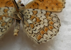 Melitaea ornata
