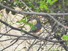 Copsychus malabaricus