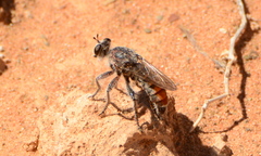 Stiphrolamyra diaxantha