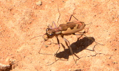 Austrocicindela