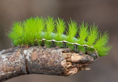 Automeris coresus
