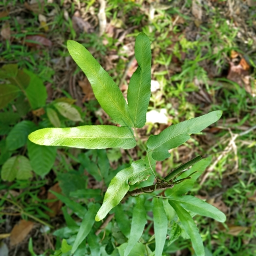 Willow-leaved climbing fern (Lygodium salicifolium)