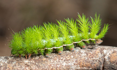 Automeris coresus