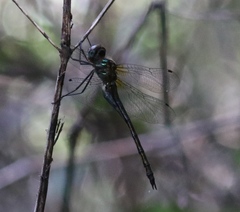 Hemicordulia africana