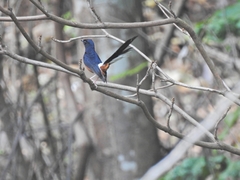 Copsychus malabaricus