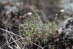 Asperula tephrocarpa