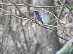 Copsychus malabaricus