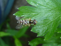 Allograpta