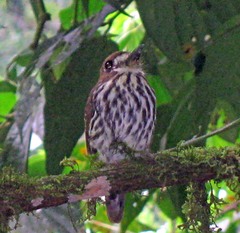 Micromonacha lanceolata