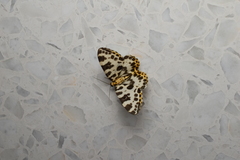 Gandaritis whitelyi leechi