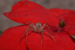 Anyphaenidae