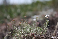 Asperula tephrocarpa