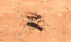Austrocicindela