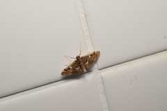 Piletocera sodalis