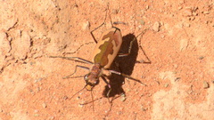 Austrocicindela