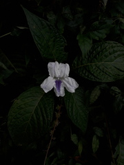 Ruellia tubiflora