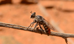 Stiphrolamyra diaxantha