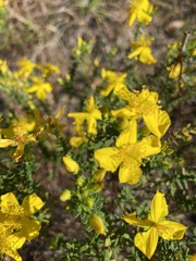Hypericum microsepalum
