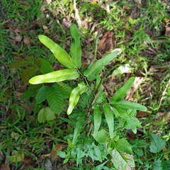 Lygodium salicifolium