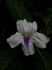 Ruellia tubiflora
