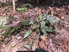 Erythronium umbilicatum