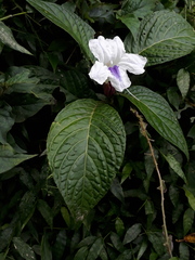 Ruellia tubiflora