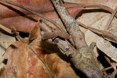 Coleodactylus meridionalis