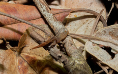 Coleodactylus meridionalis