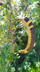 Gleditsia triacanthos triacanthos