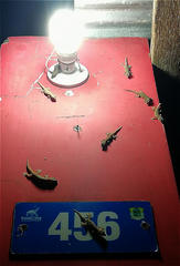 Phyllodactylus reissii