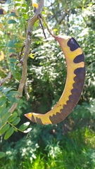 Gleditsia triacanthos triacanthos