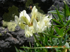 Trifolium polyphyllum