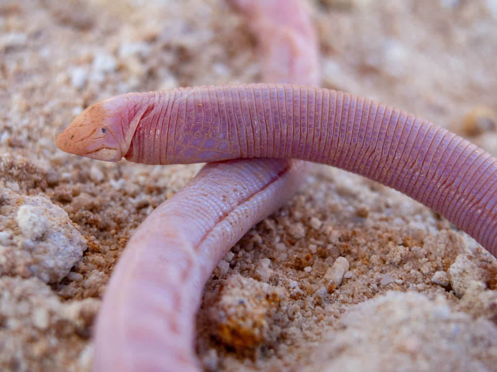 Dumeril's Worm Lizard